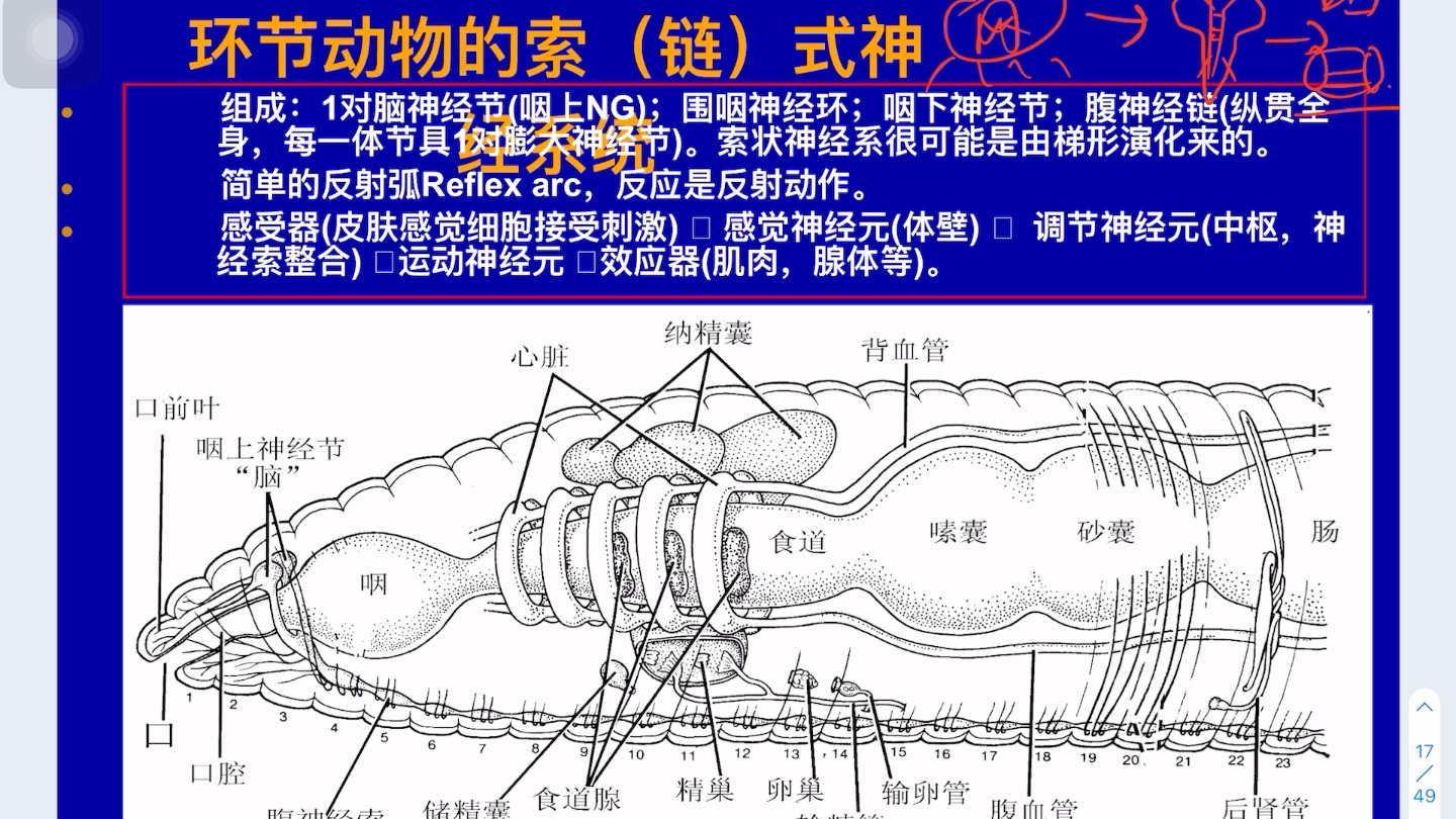 [图]《普通动物学》7环节动物门-蚯蚓上线！（本科导学）