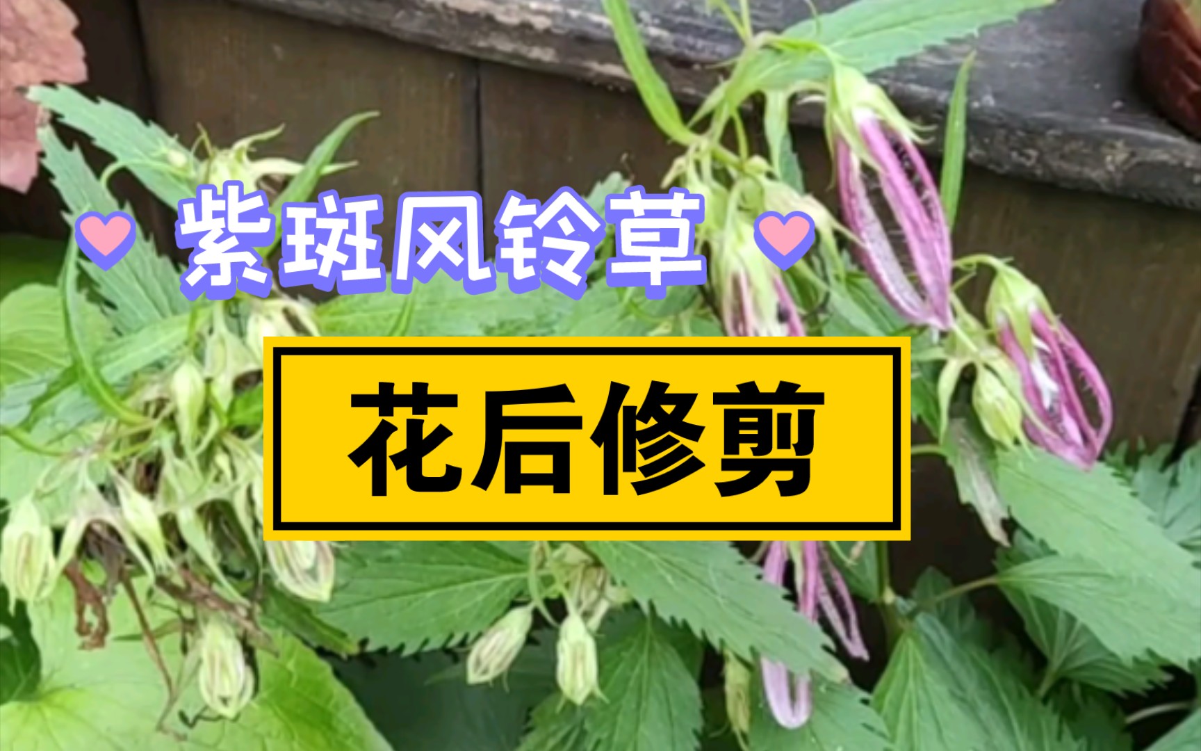 紫斑风铃草至少可以开三轮,花后修剪一定要当心哔哩哔哩bilibili