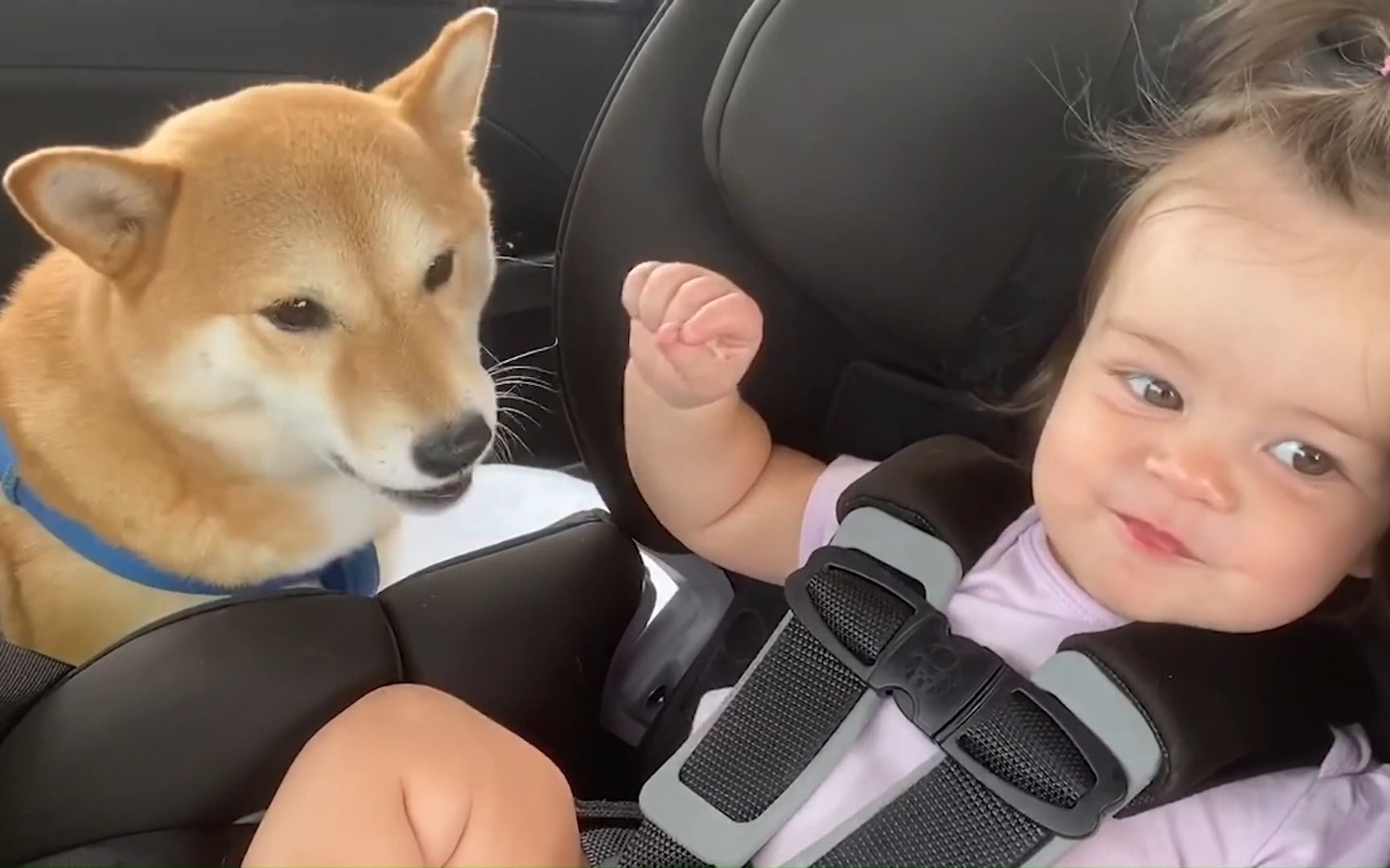 萌娃与萌宠的欢乐时刻