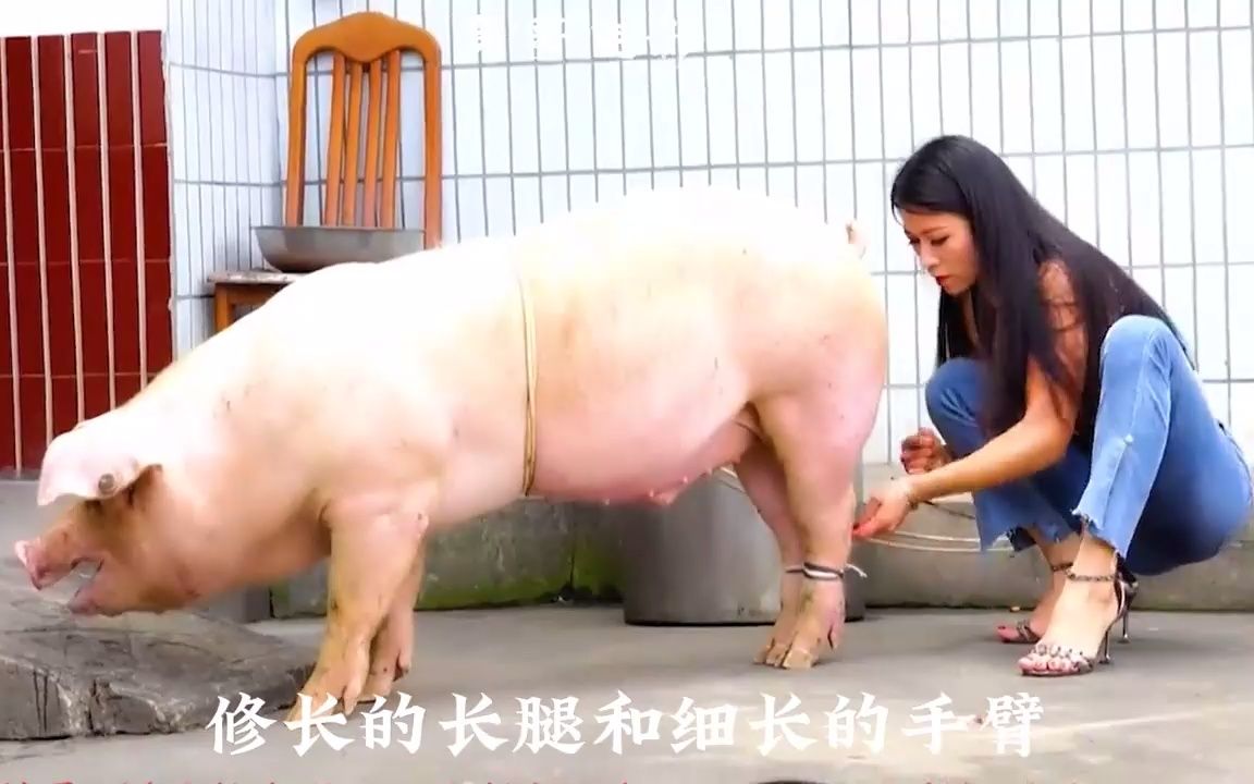 美女杀牛杀猪图片