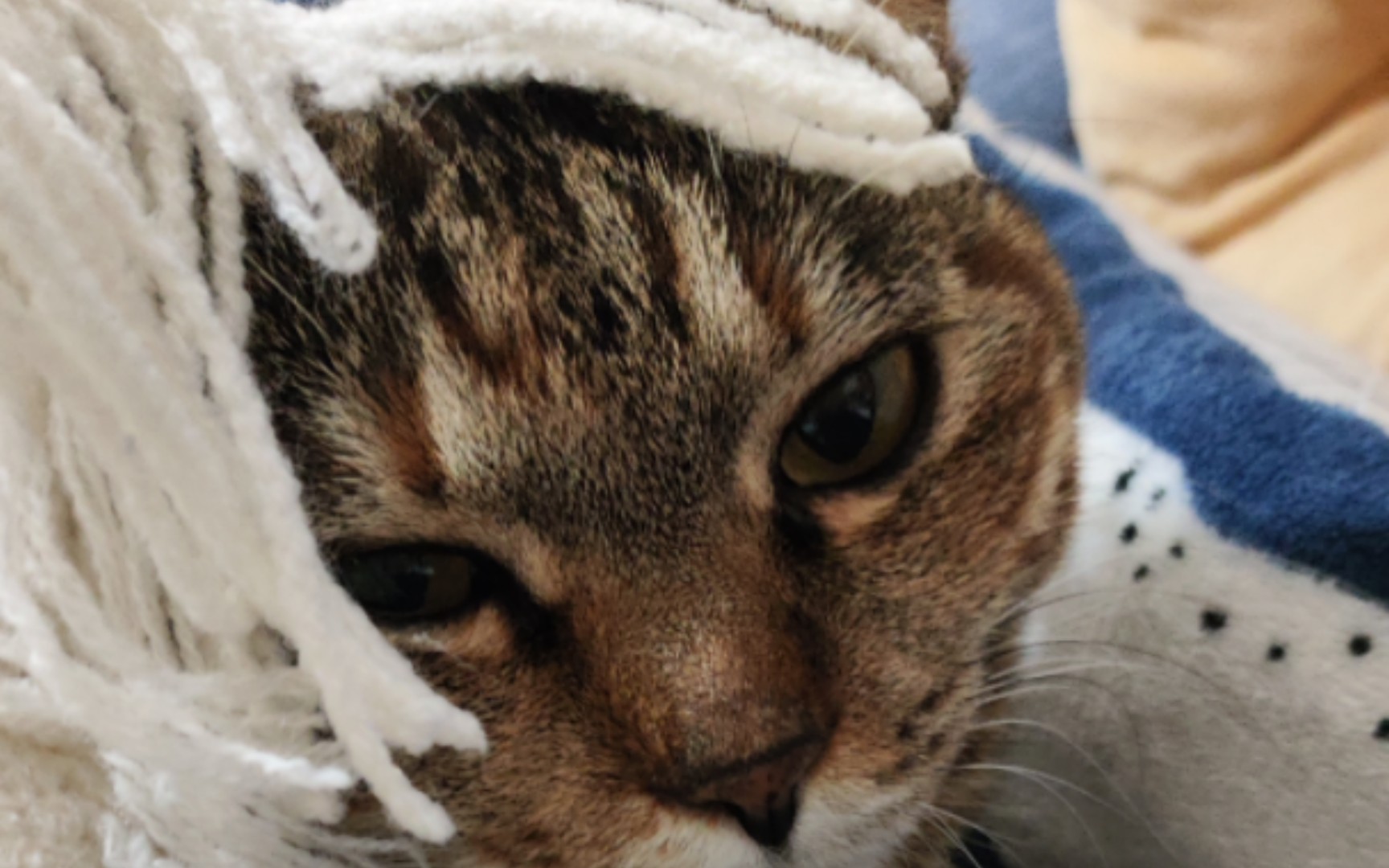 猫咪:我这个刘海好看不?