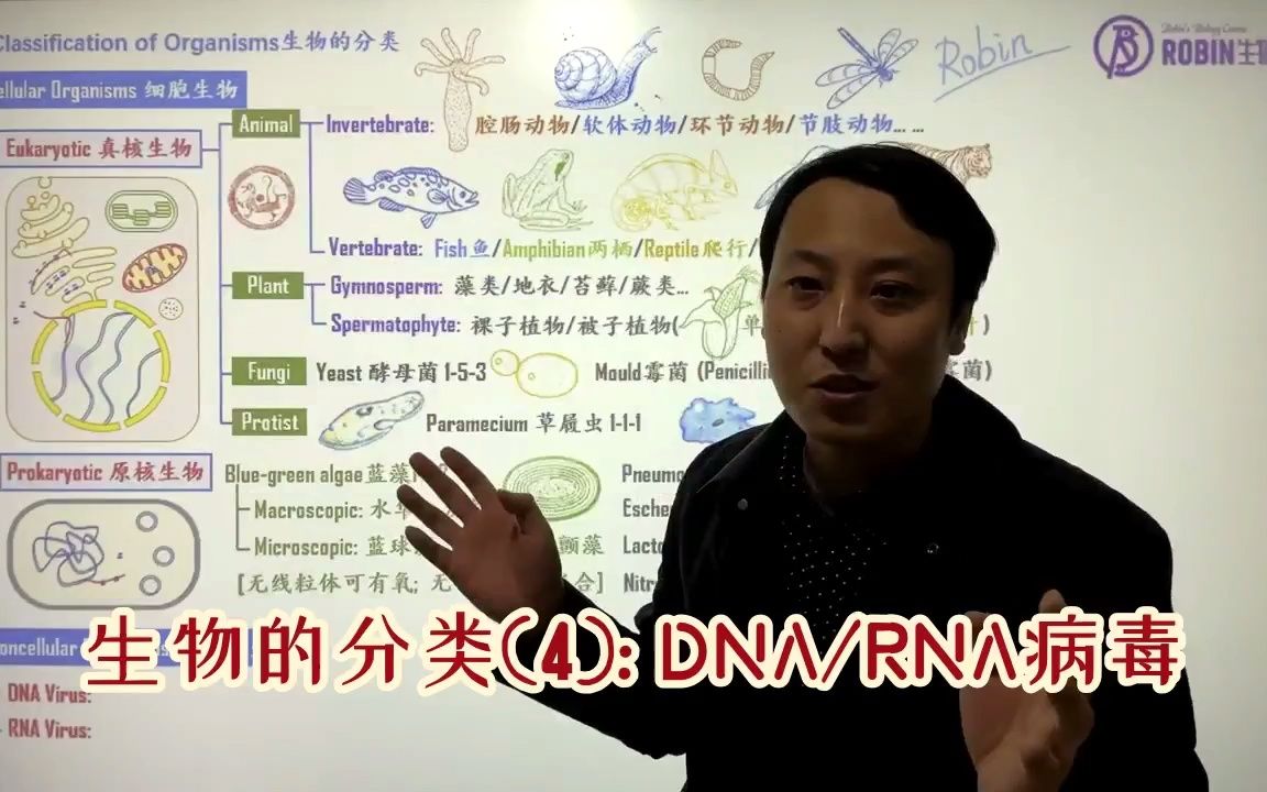 生物的分类(4):DNA病毒和RNA病毒哔哩哔哩bilibili