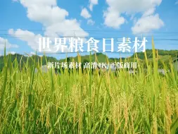 Download Video: 视频素材｜世界粮食日｜宣传片广告片