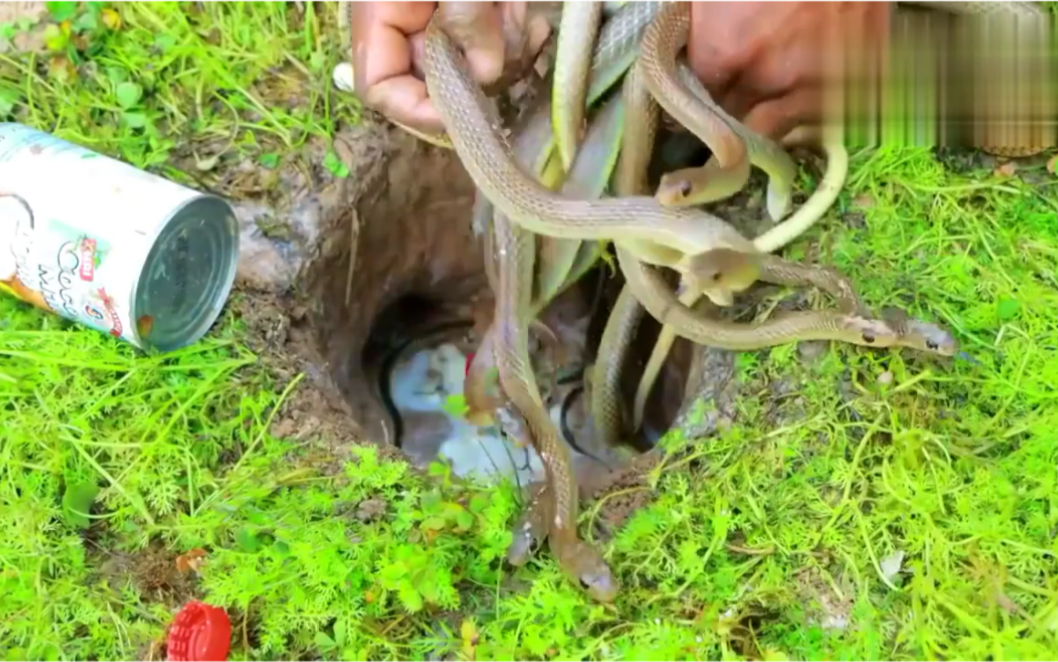 把可乐倒进蛇洞,这操作!