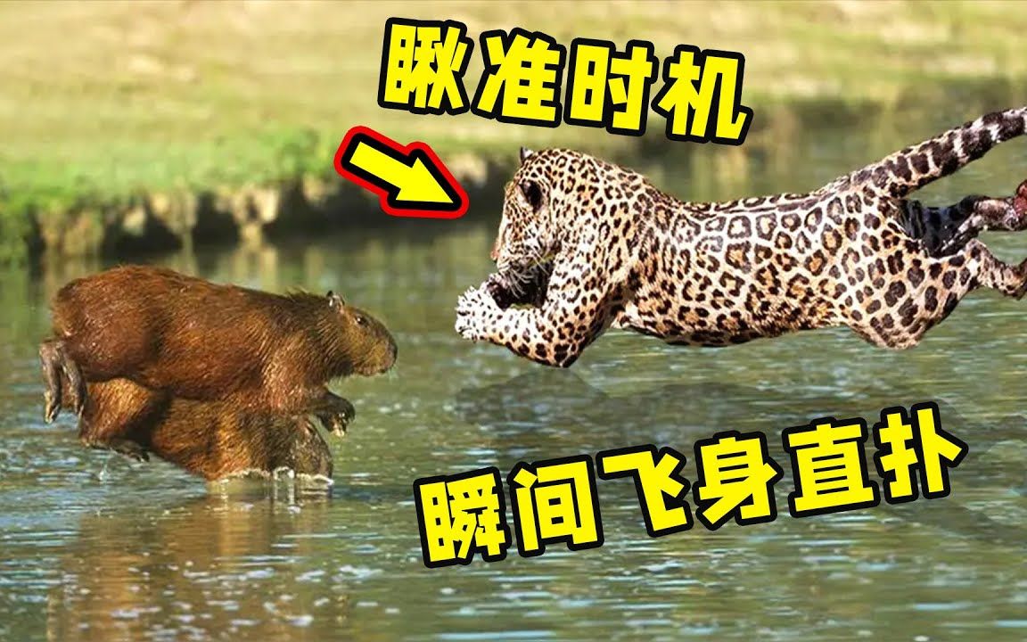 美洲豹捕猎水豚的精彩场面瞅准时机瞬间飞身直扑任凭哀嚎拖进草丛