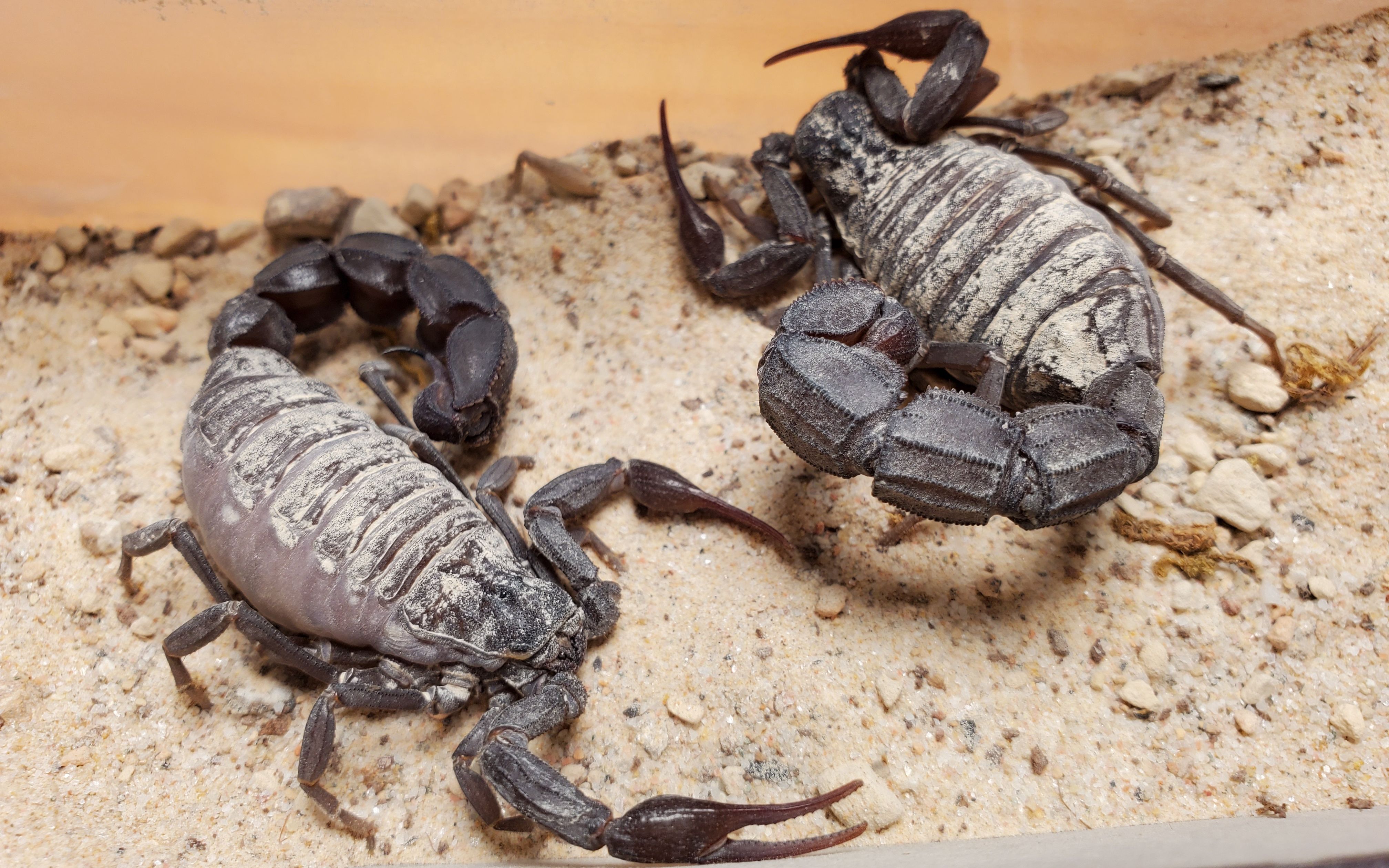 【蝎子】贡氏杀人蝎androctonus gonneti的短促振动恐吓(2p)