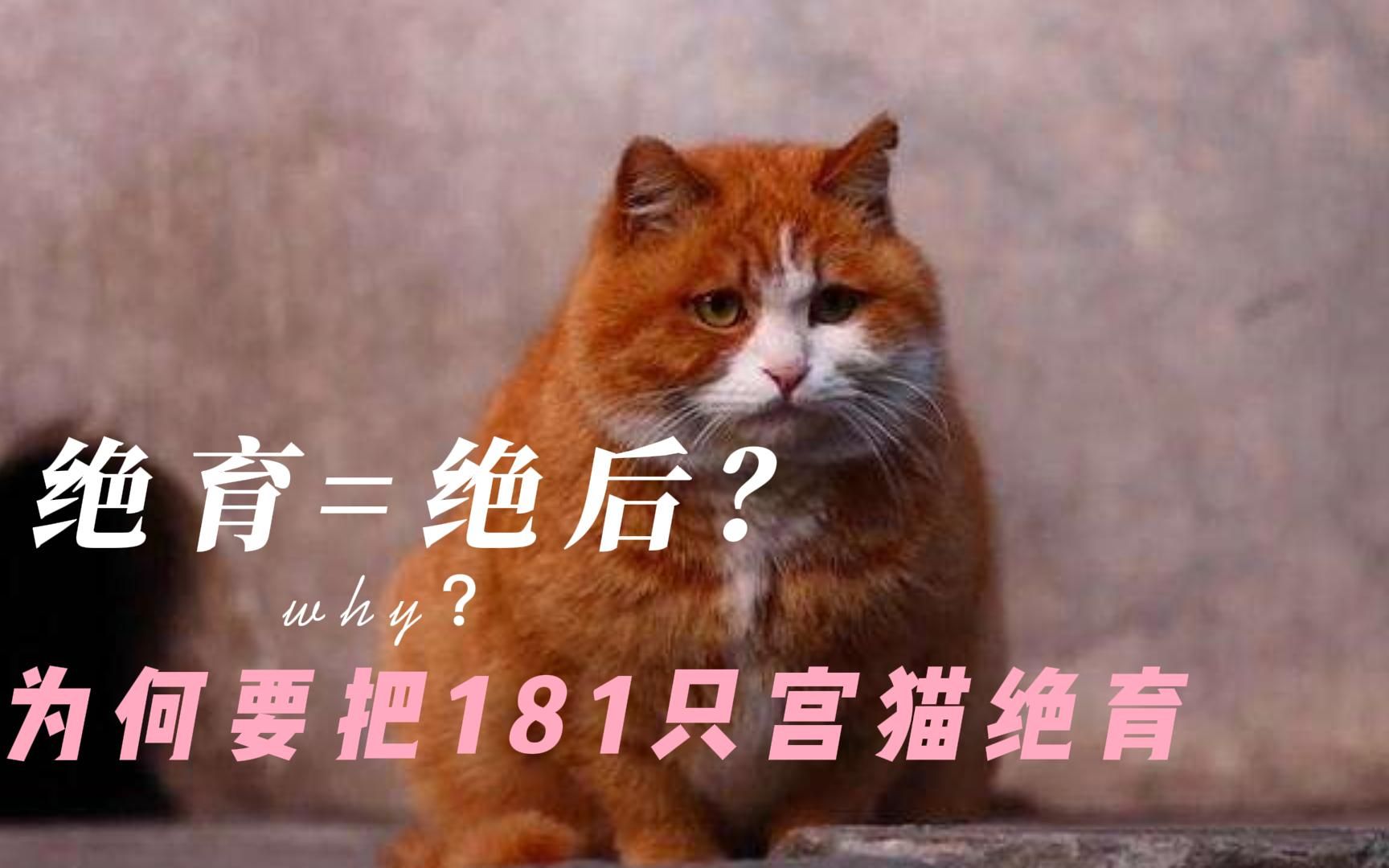 故宫181只御猫被抓去绝育,难道不怕绝后吗?这真的是为它们好哔哩哔哩bilibili