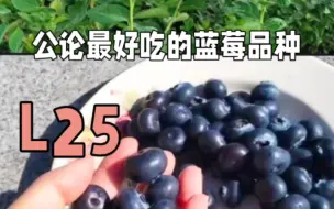 Скачать видео: 最好吃的蓝莓L25，你种了吗