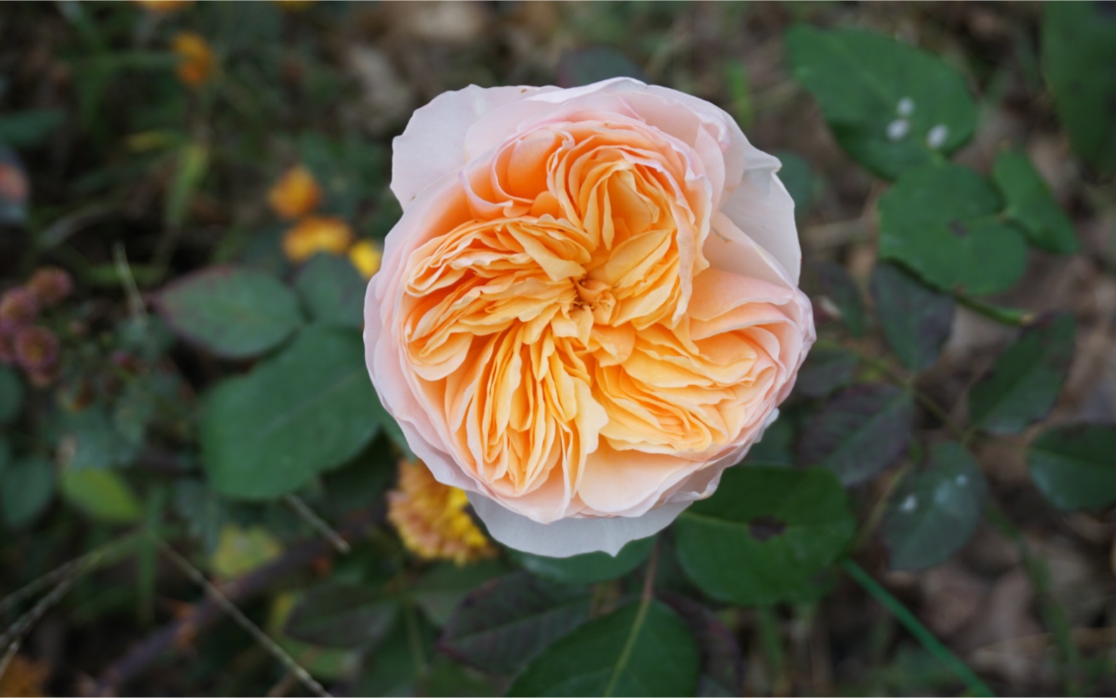 【月季 天路,朱丽叶,康斯坦茨】根本无法拒绝这种花型!我超爱的!