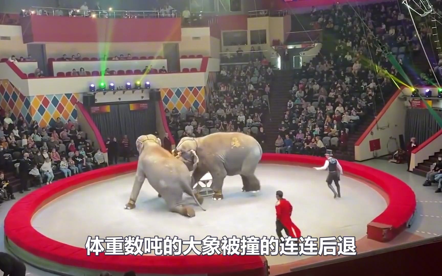 马戏团正在表演,一头大象突然"兽性大发",场面顿时失去控制