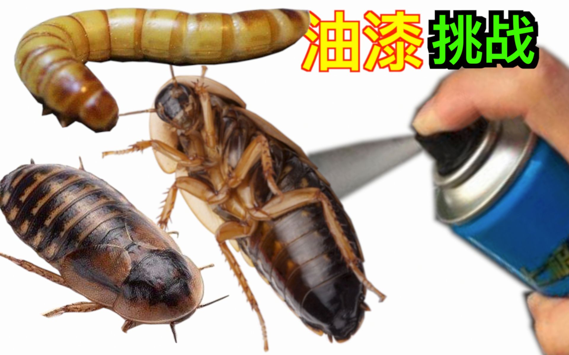 蟑螂面包虫杜比亚油漆大挑战谁能活到最后