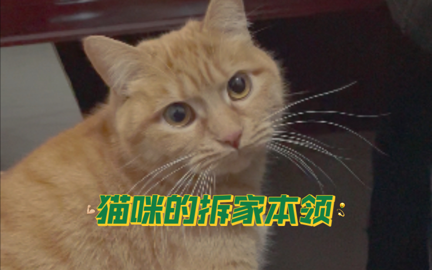 养猫家庭的标志哔哩哔哩bilibili