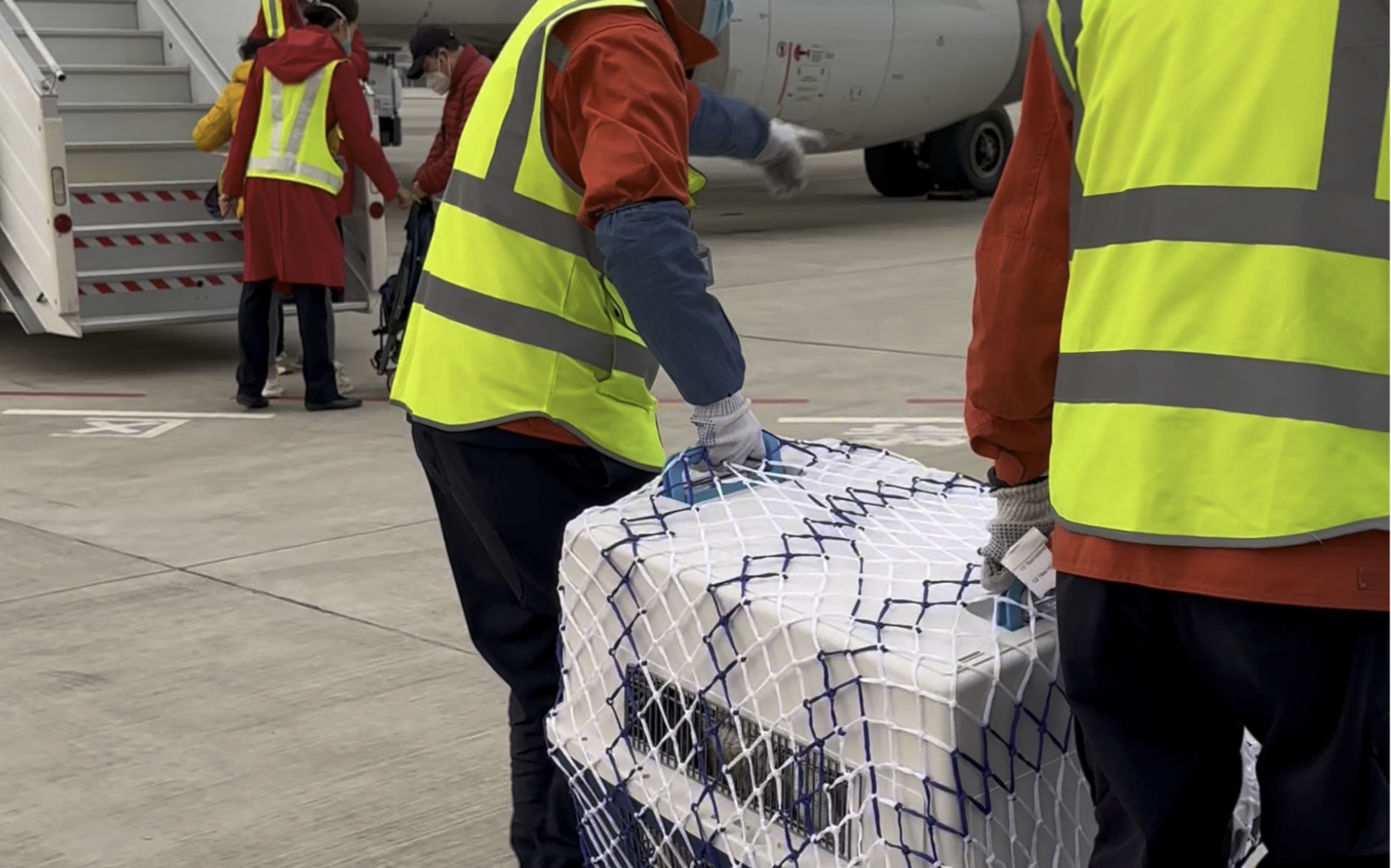 带哈士奇坐飞机