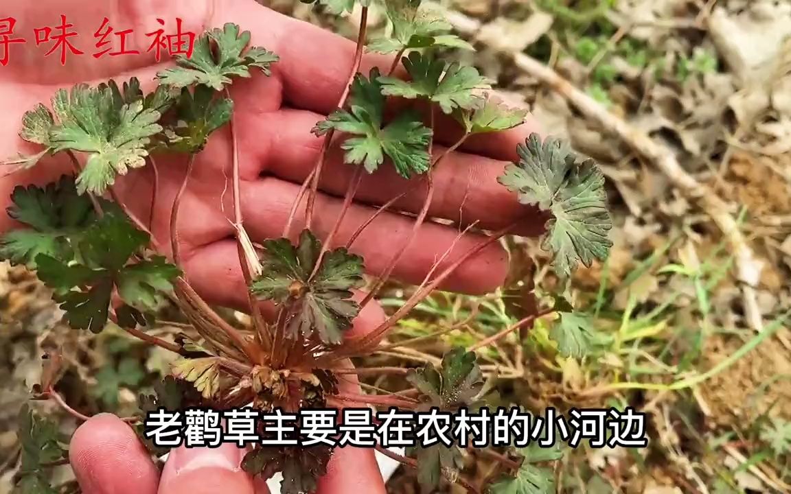 植物米口袋别名甜地丁价值好好多人不知道它的珍贵