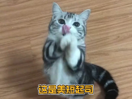 一口气看完猫咪品种大全,你都认识吗?猫咪品种 猫咪知识 认识猫咪哔哩哔哩bilibili