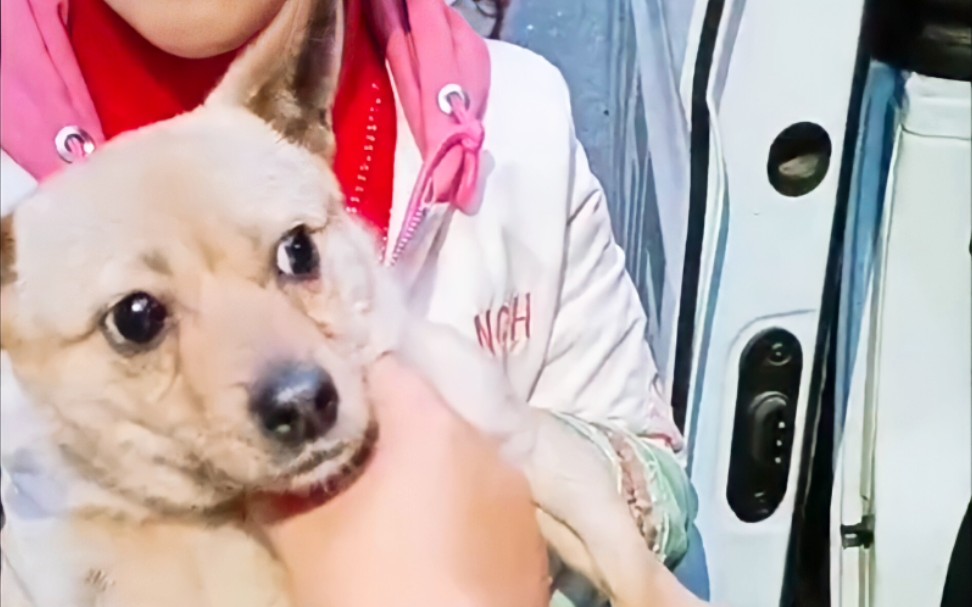 202142下午老疯杨救助直播录屏三只小奶狗