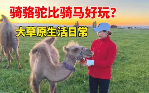 Download Video: 草原上来了几头小驼羔，新疆姑娘爱不释手，骑骆驼咋控制方向？