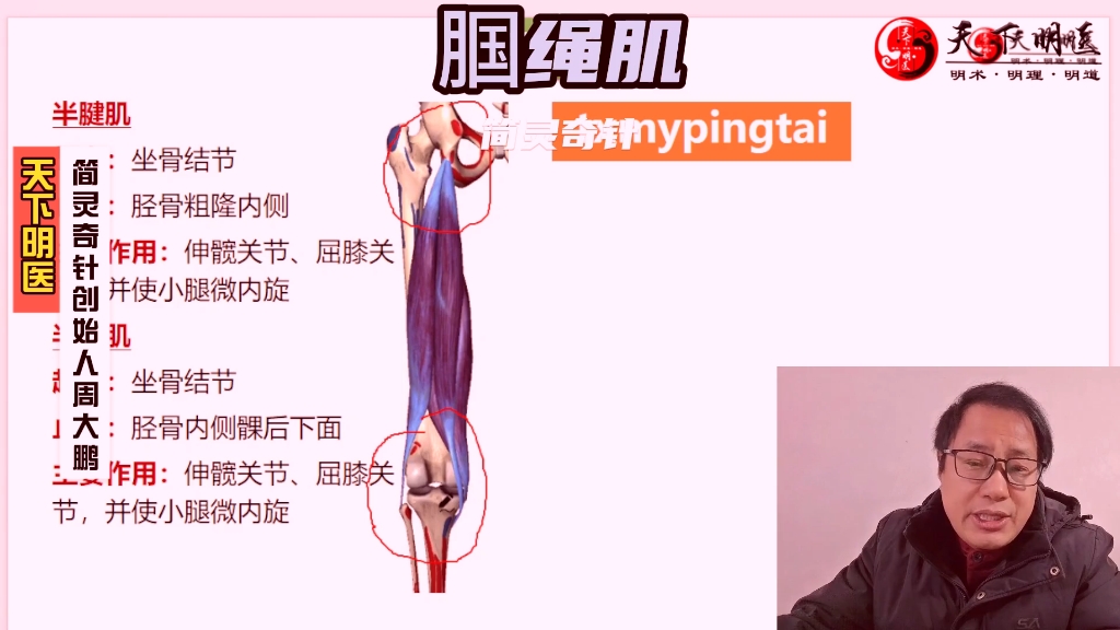 腘绳肌——臀部痛,大腿后侧痛!