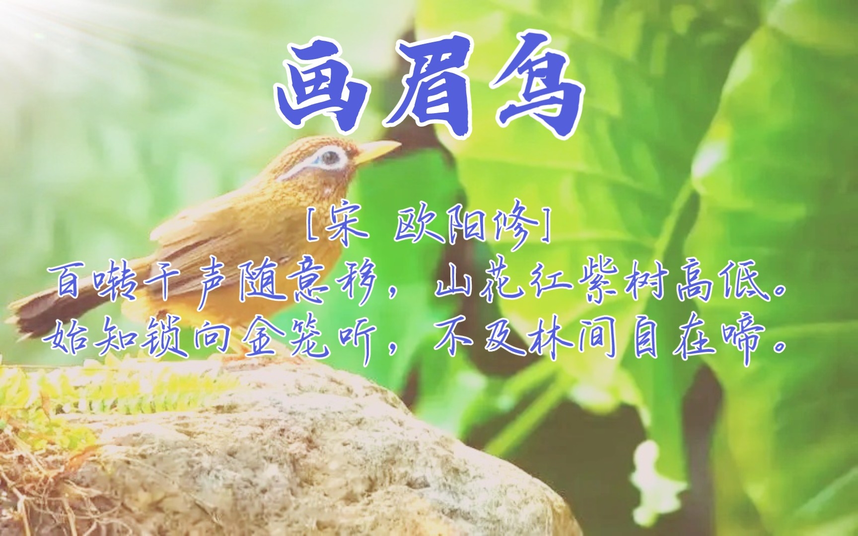 画眉鸟[宋 欧阳修表达久居庙堂羁鸟念林有些忧郁之情]百啭千声随意移