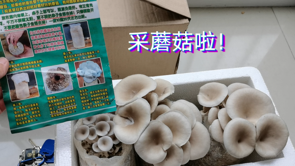 菌包种蘑菇 采收啦!不错哟!哔哩哔哩bilibili