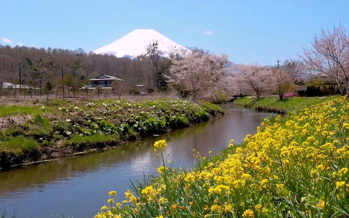 【超清日本】漫步樱花盛开的 山梨县 世界文化遗产忍野八海 2020.4哔哩哔哩bilibili