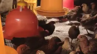 土鸡有点小调皮，不去鸡窝里下蛋