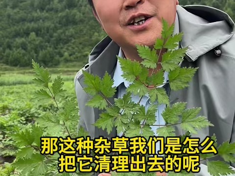 当归在种植的过程中到底用不用除草剂哔哩哔哩bilibili