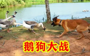 Download Video: 农村最惨烈的鹅狗大战，社会大鹅被马犬咬惨了，不知道还能不能活