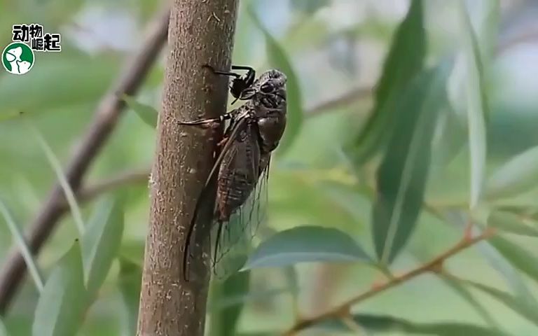 [图]蝉悲凉的一生