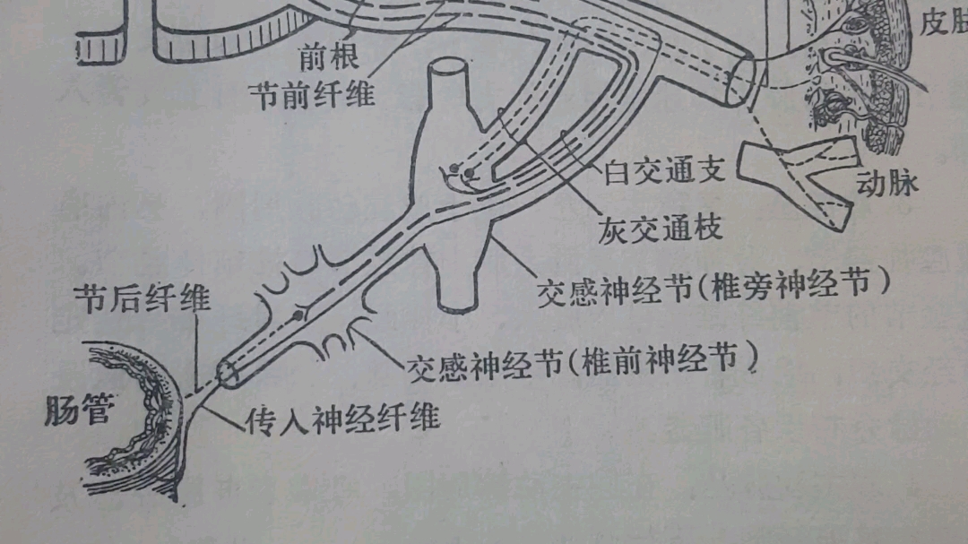 图395交感神经节前纤维和节后纤维的走行哔哩哔哩bilibili