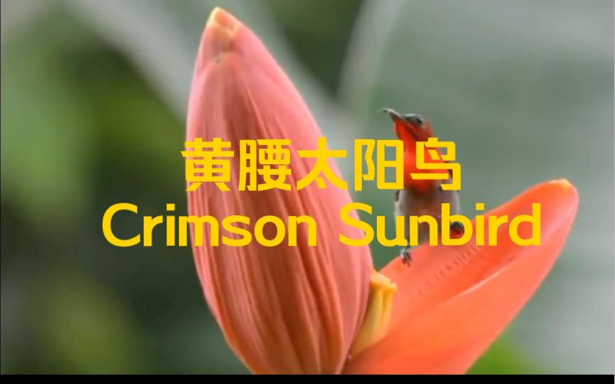 黄腰太阳鸟 Crimson Sunbird哔哩哔哩bilibili