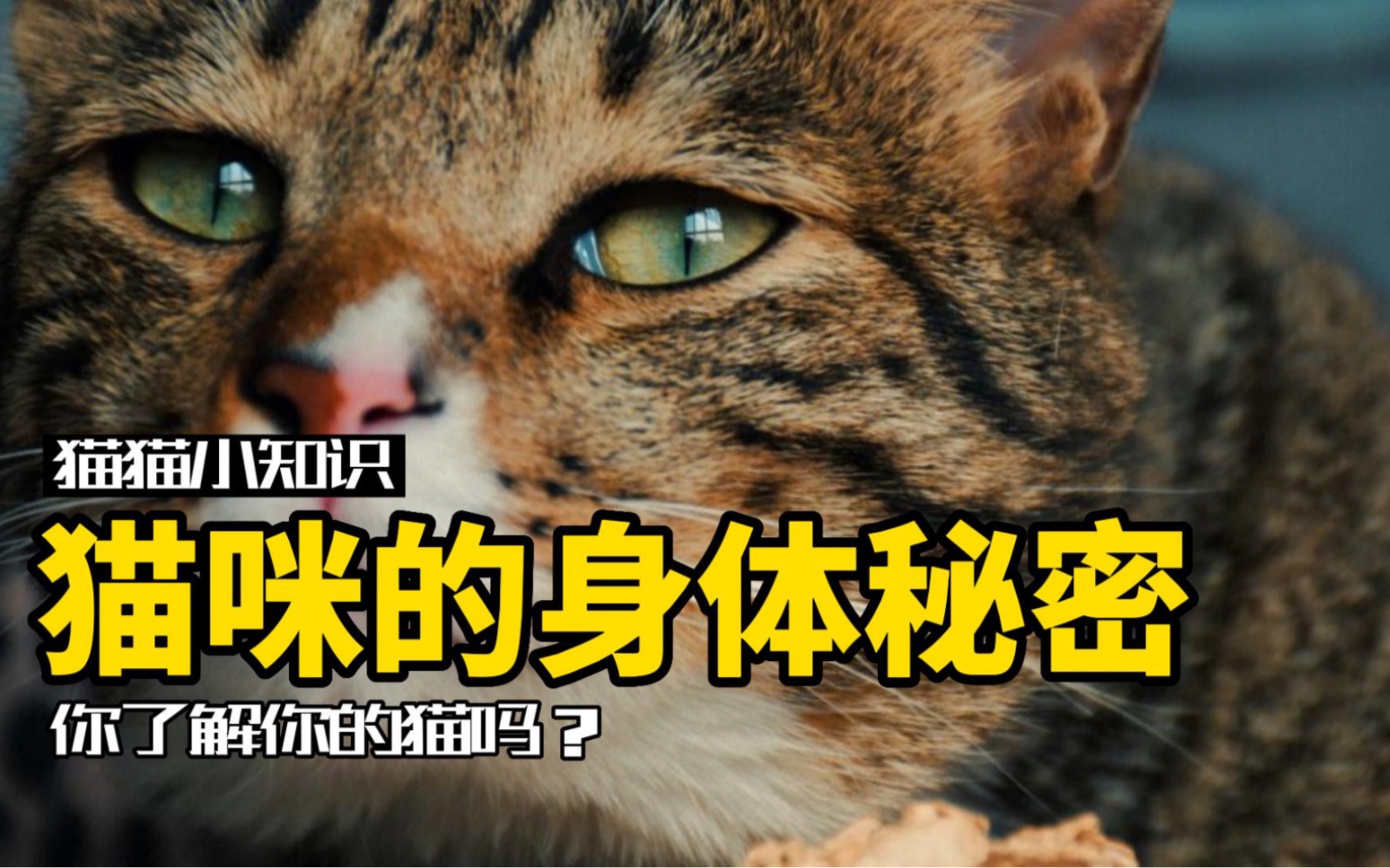 [图]猫咪身上的小秘密！看完从头到脚了解你的猫