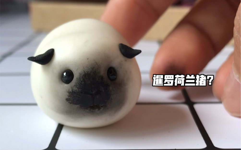 神仙颜值的小宠物暹罗荷兰猪