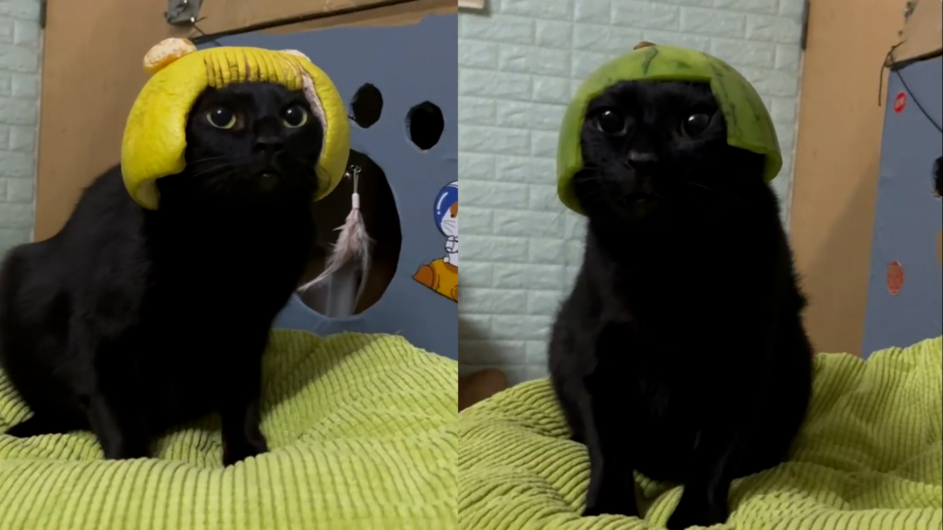 男子给猫咪戴上自制头盔,猫咪瞬间变得不聪明了:跟着猫咪去冒险