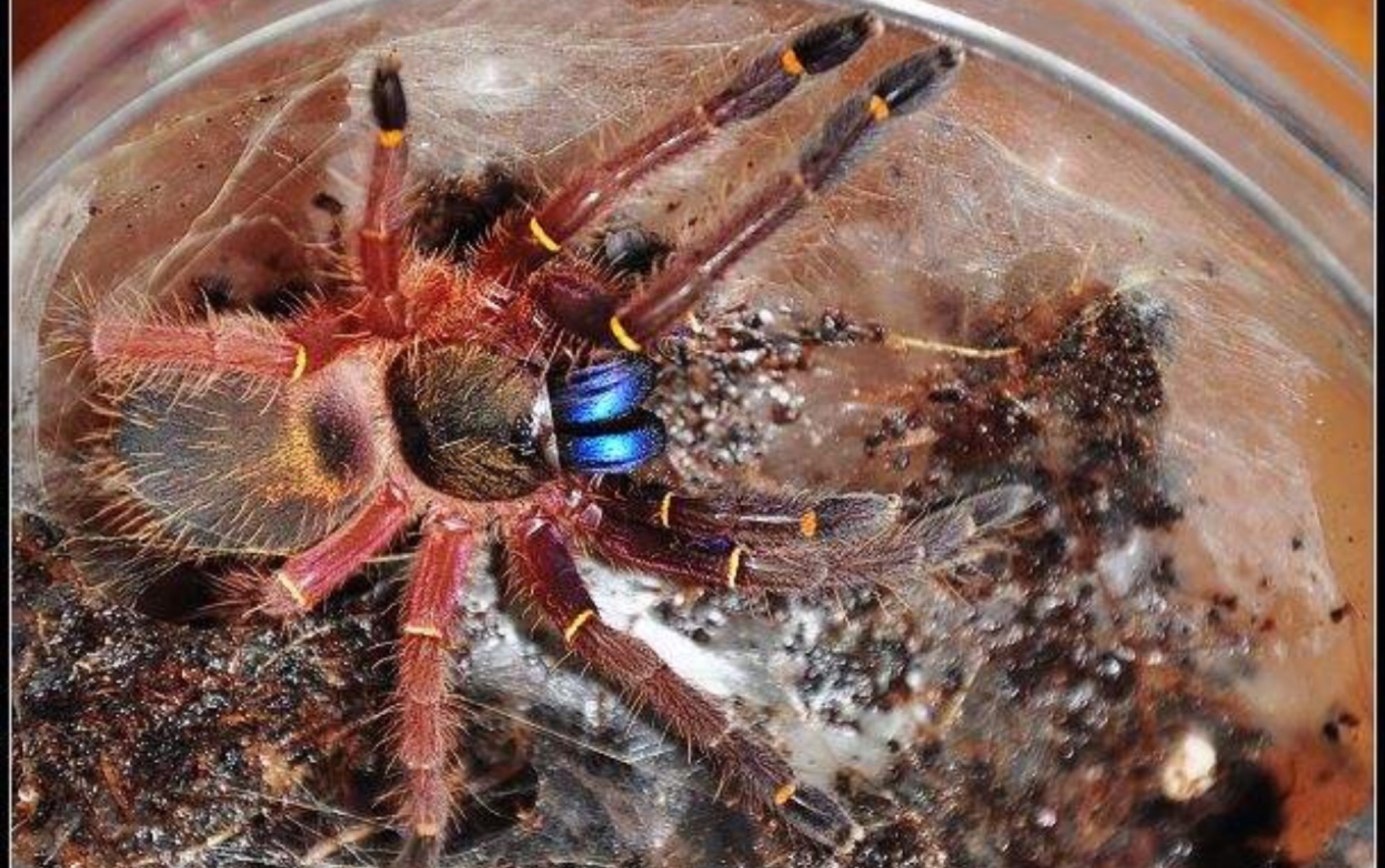 圭亚那蓝牙捕鸟蛛换盒_哔哩哔哩 (゜-゜)つロ 干杯~-bilibili