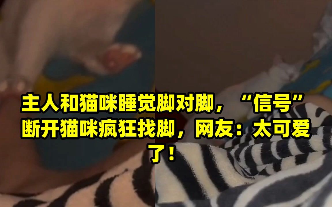 主人和猫咪睡觉脚对脚,“信号”断开猫咪疯狂找脚,网友:太可爱了!哔哩哔哩bilibili