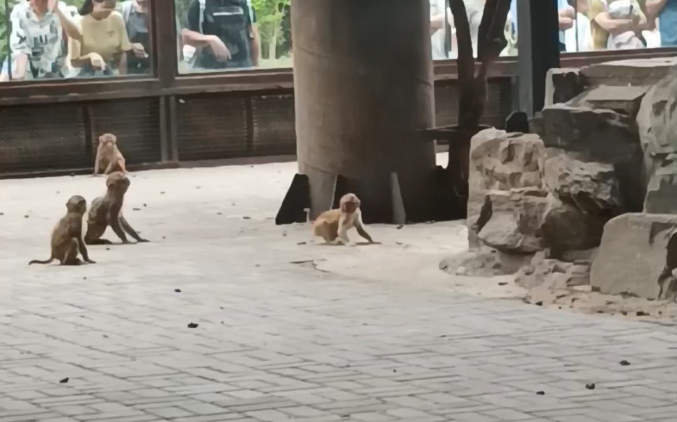 北京动物园杂记,观众视角,小猴子打架,妄图越狱,聪明的大象