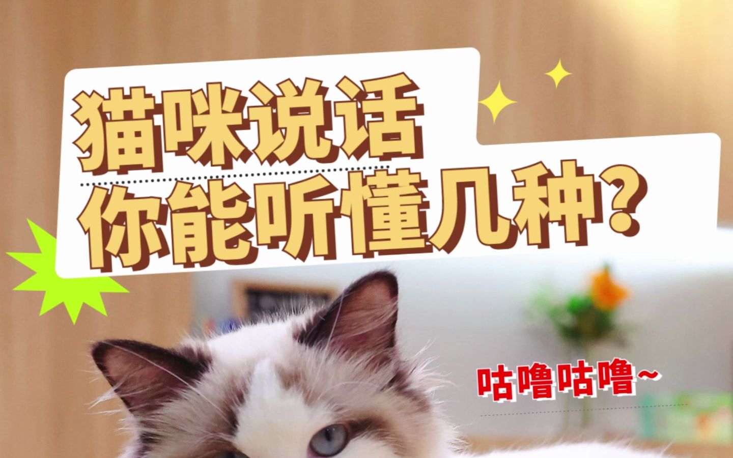 这些猫咪叫声,你知道是什么意思吗?哔哩哔哩bilibili