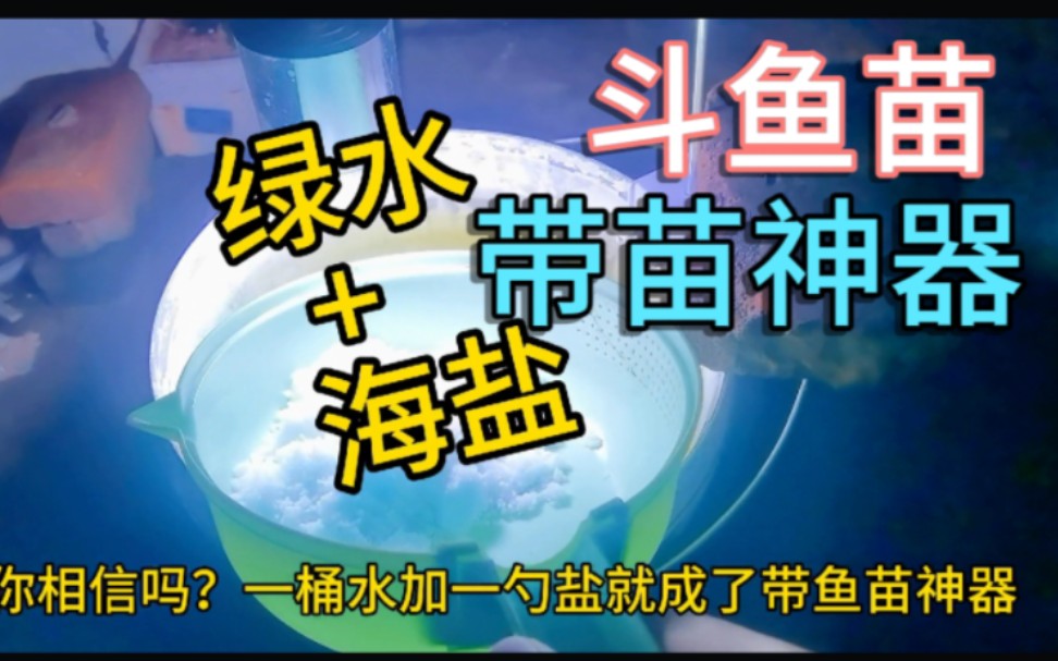 绿水加盐居然成了带鱼苗神器?一周只需喂一次,斗鱼苗轻松养大?哔哩哔哩bilibili