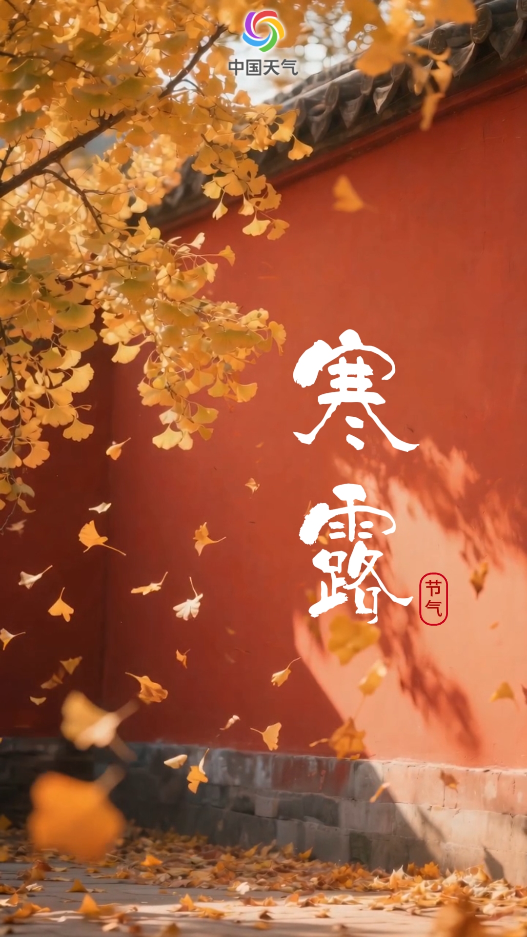 寒露物候日历