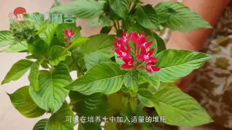 Descargar video: 家中养盆繁星花，养护方法你要知道，开花美丽又大方