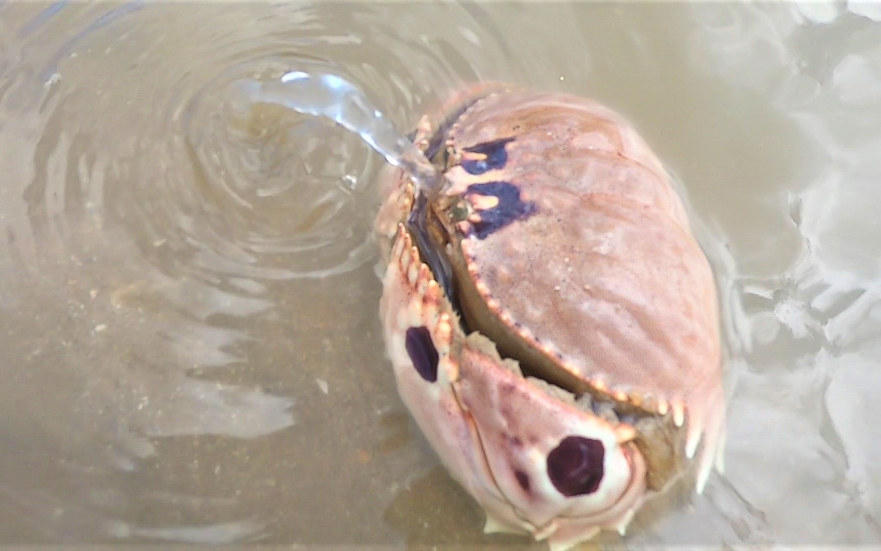 大弟赶海发现会仰泳的皮皮虾,还有疯狂吐水的面包蟹,太有意思了_哔哩