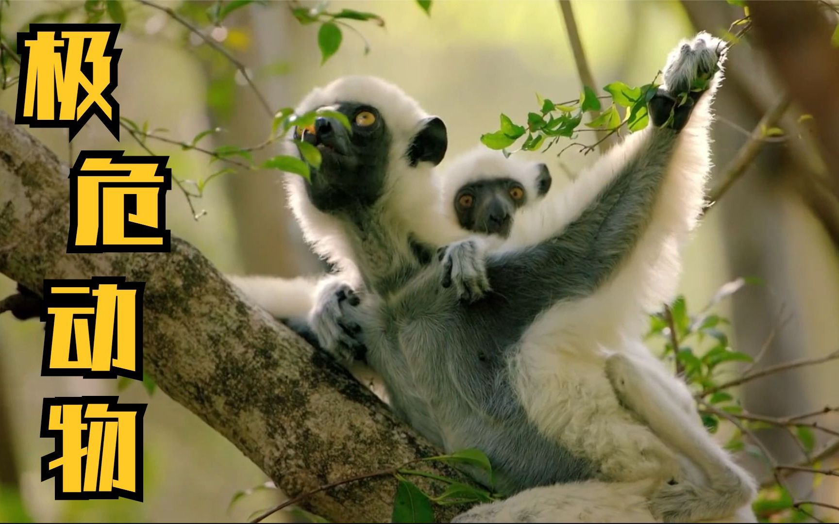 "像天使一样飞",身影仿佛幽灵般游移,极危动物"丝绒冕狐猴"