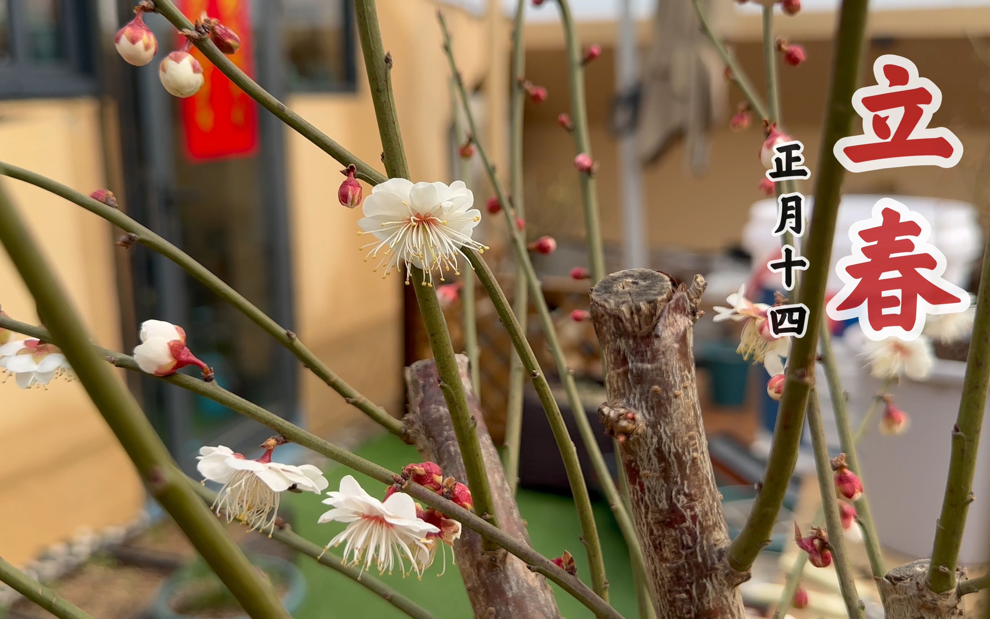 又值一年冬季,种上几盆梅花,采摘腊梅泡蜂蜜,边饮茶,边赏梅.哔哩哔哩bilibili