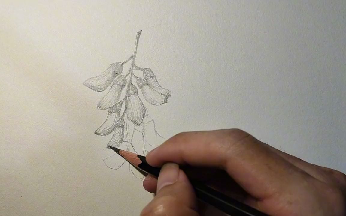 不开心就和我一起画画呀～画一串刺槐花素描