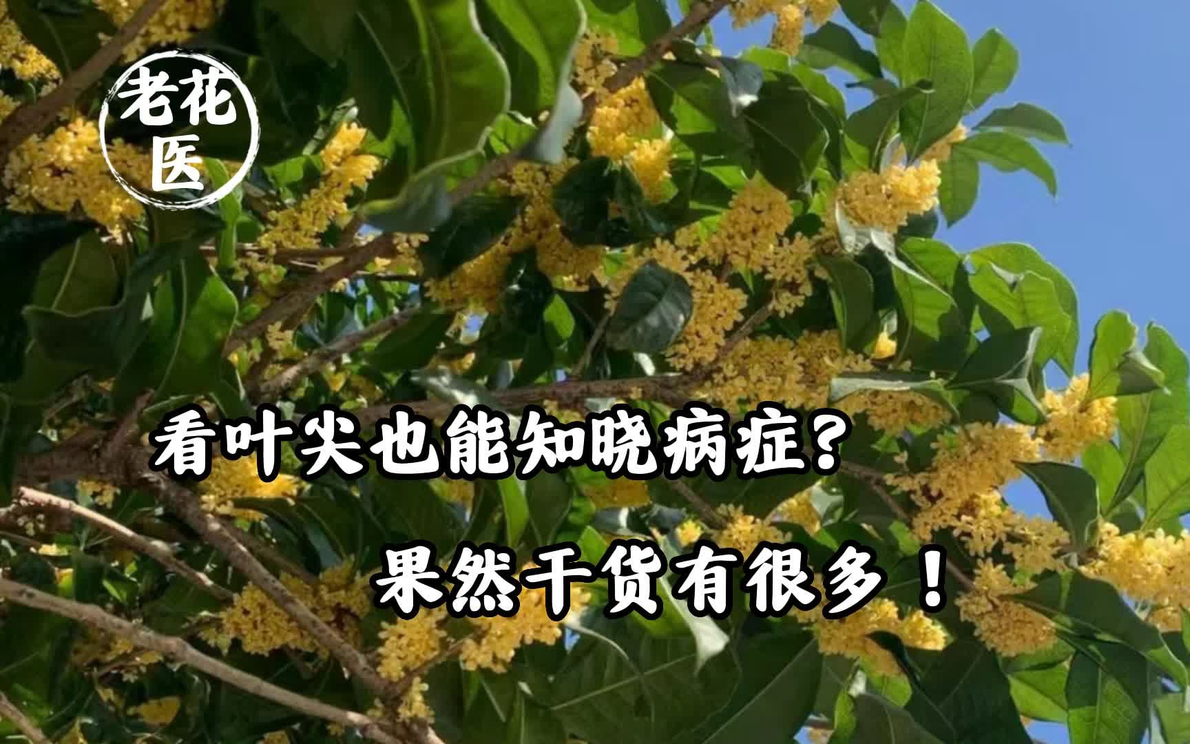 看叶尖也能知晓病症?果然干货有很多!哔哩哔哩bilibili