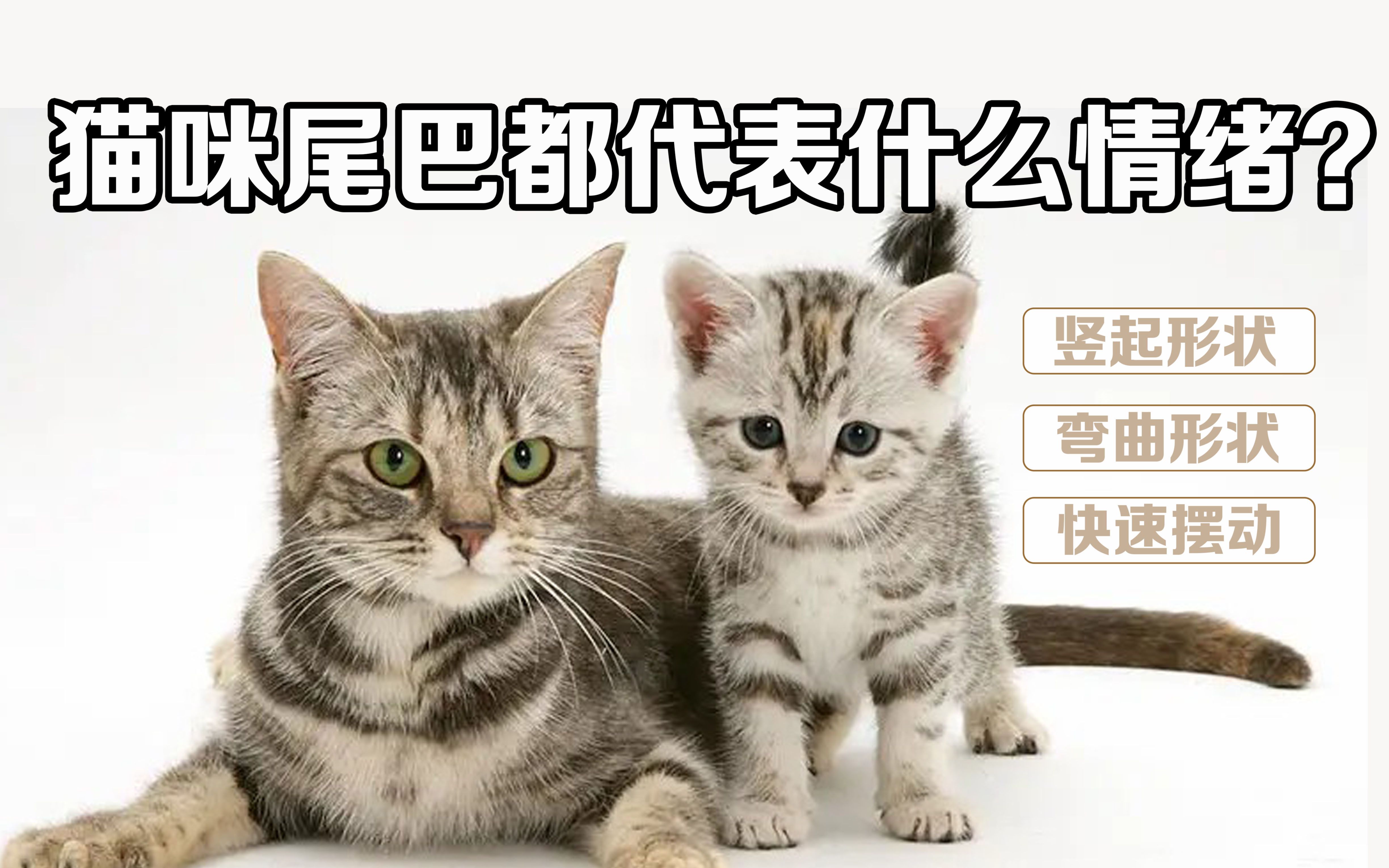 猫咪尾巴冷知识:猫咪的尾巴可以表达情绪?猫尾巴为什么会那么灵活?哔哩哔哩bilibili