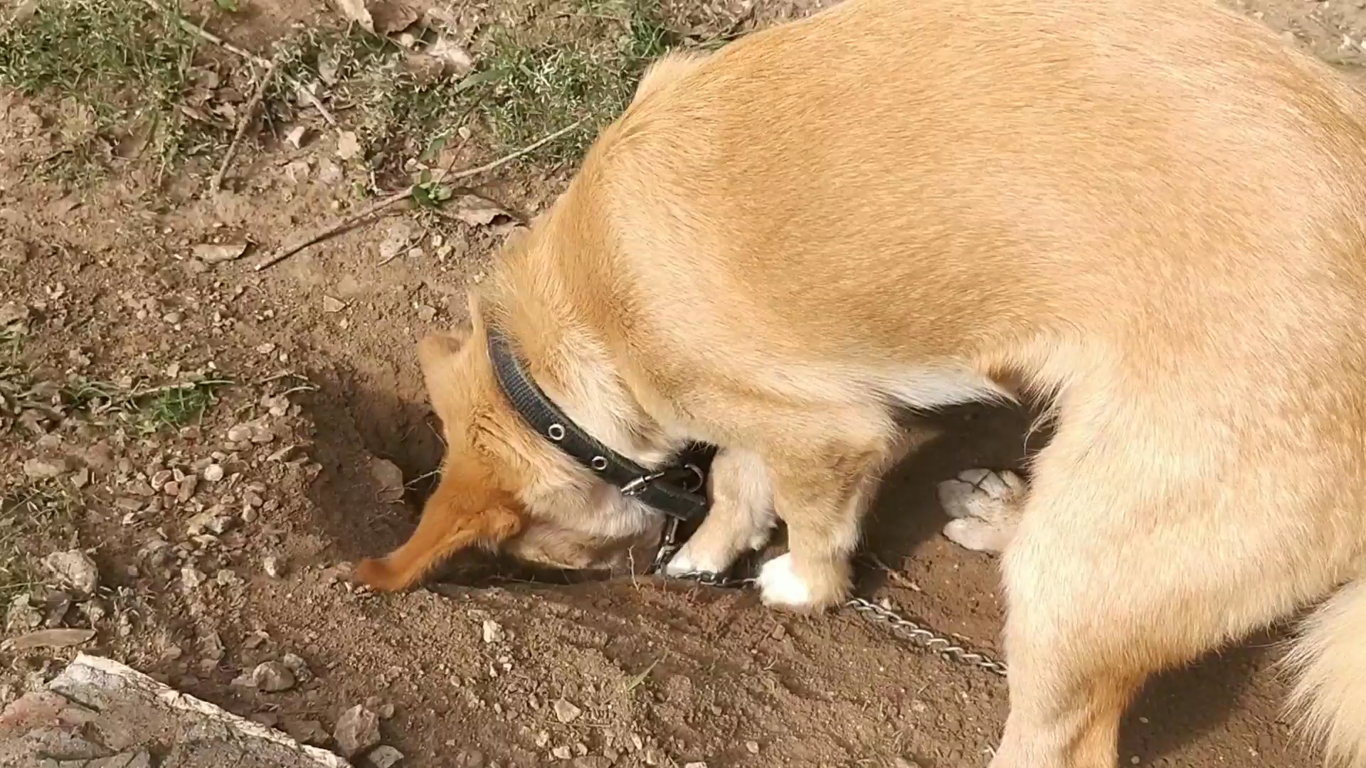 【狗】莫得感情的刨地狗子