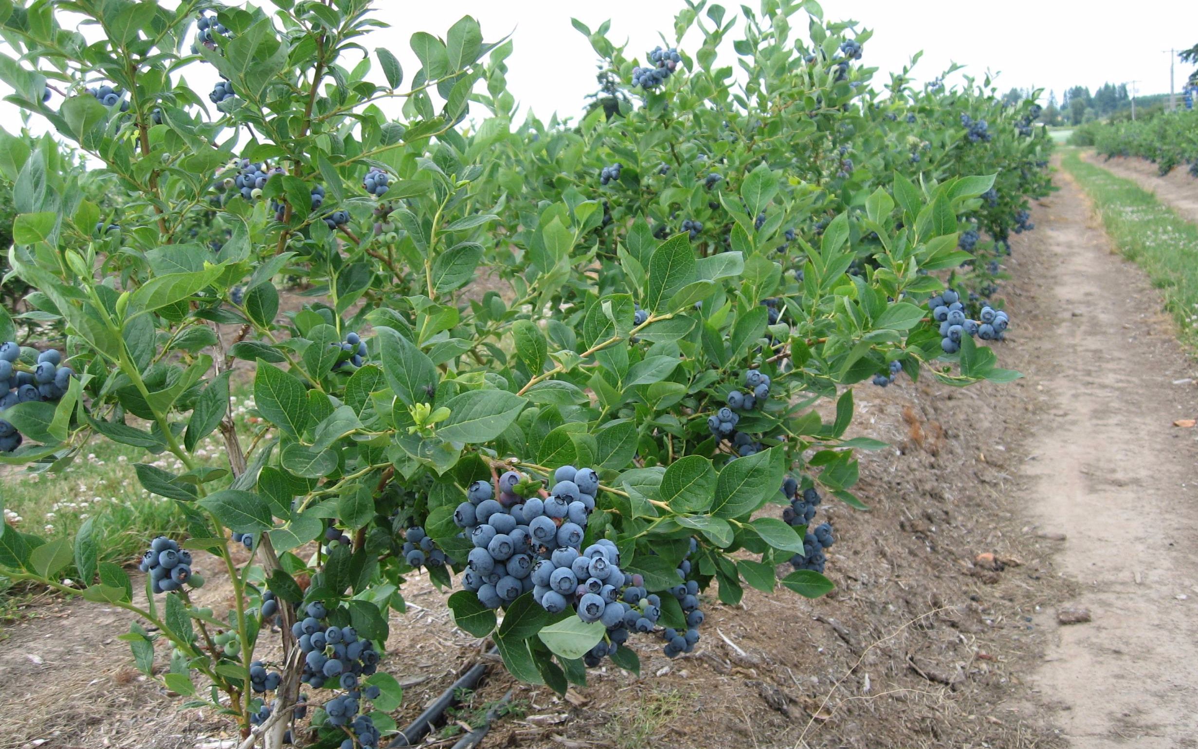 山东泰安蓝莓种植基地图片