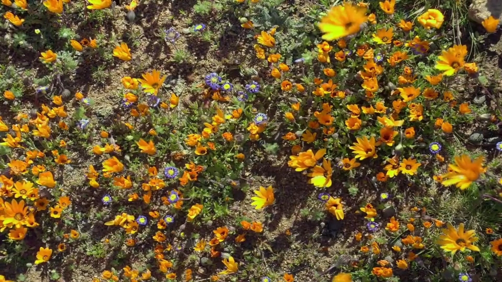 [图]地球脉动第一季 花开的瞬间